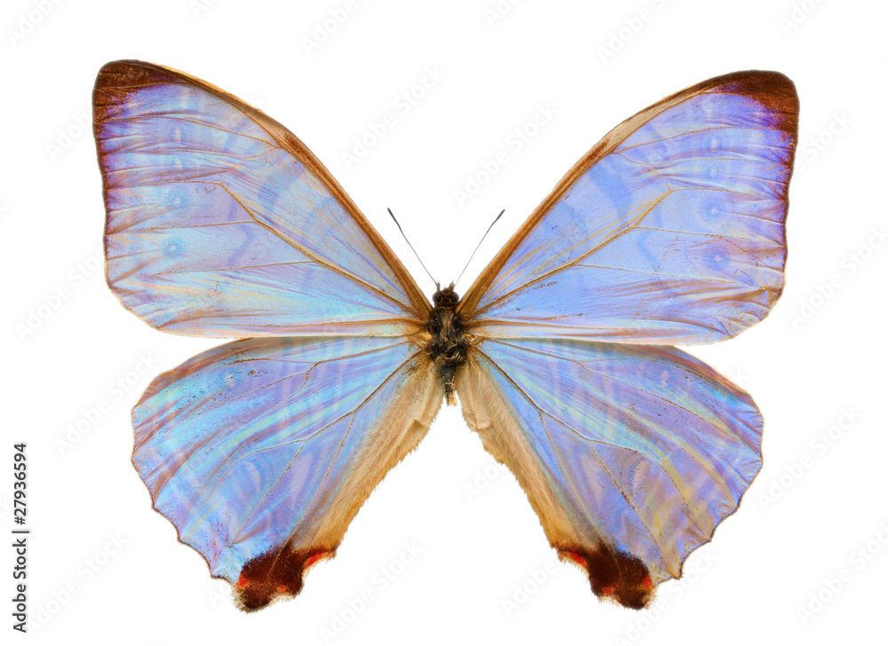 Naklejka premium Morpho butterfly