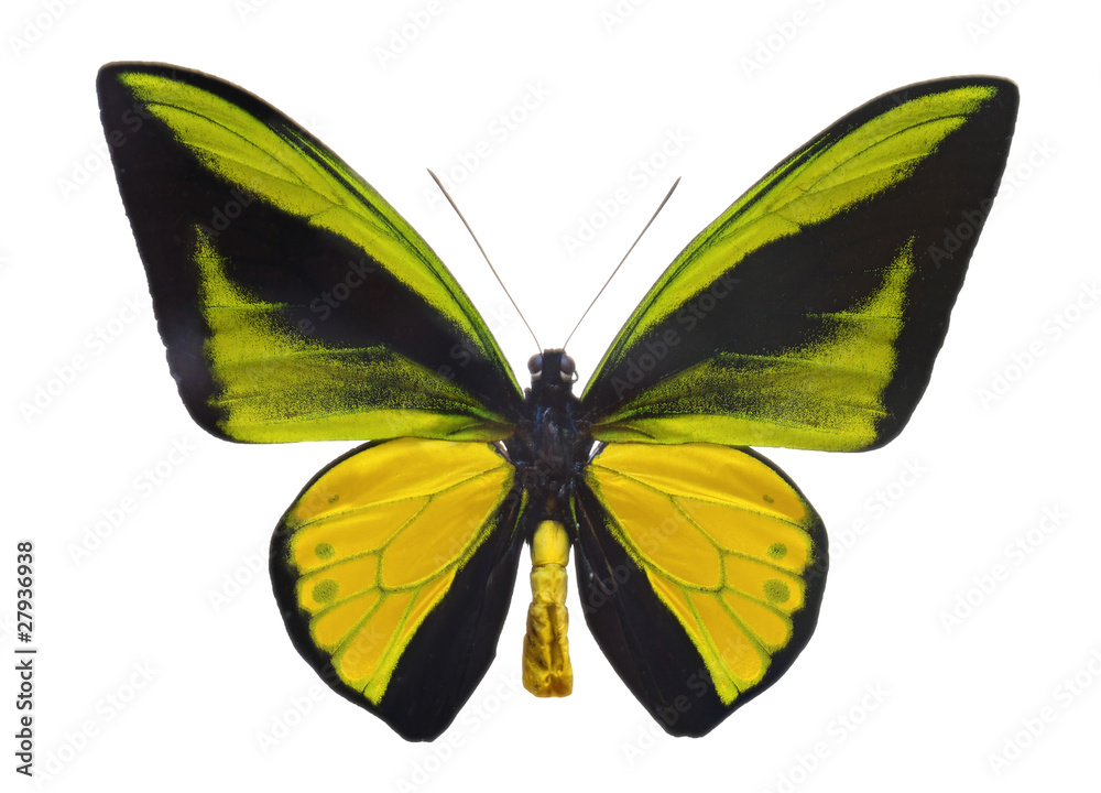 Fototapeta premium Ornithoptera goliath butterfly.