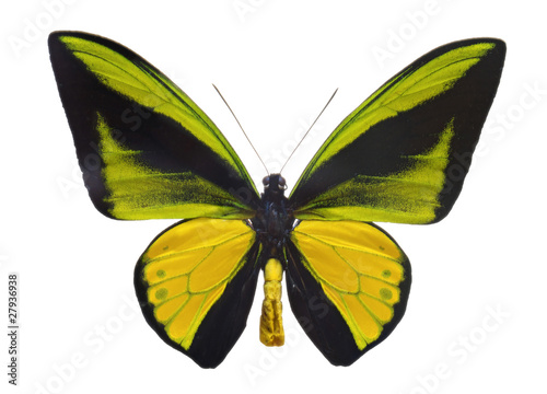 Ornithoptera goliath butterfly.