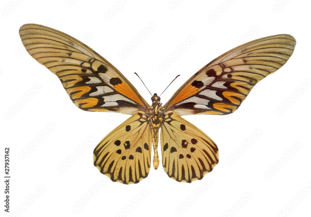 Papilio (Druryia) antimachus Papilio (Druryia) antimachus