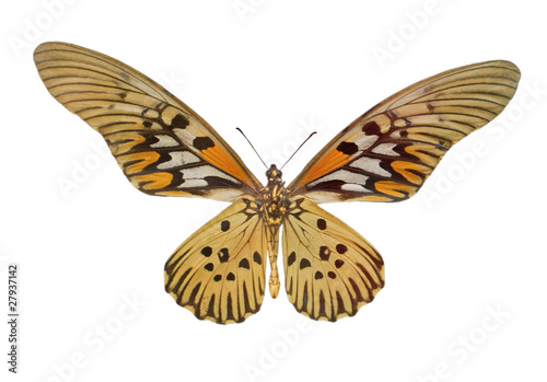 Papilio (Druryia) antimachus