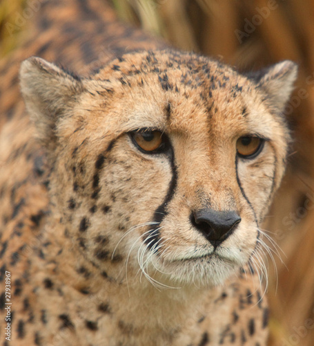 cheetah portrait 7284