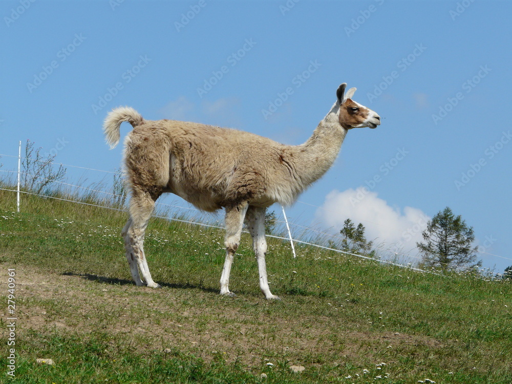 Fototapeta premium Papa Lama