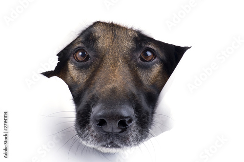 muzzle dog close up © Aleksandr Ugorenkov