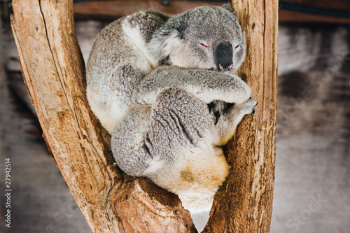 Photography Koala, sleeping