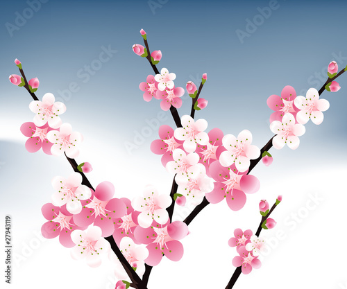 blossoms Illustration