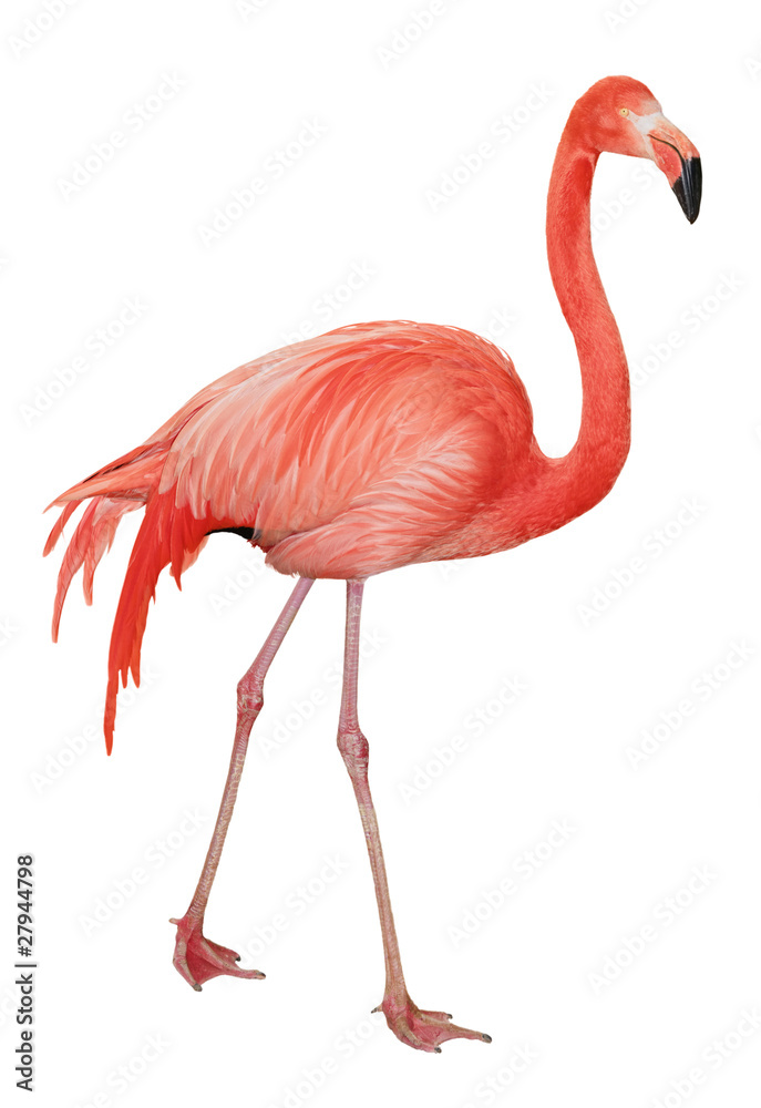 Fototapeta premium American Flamingo cutout
