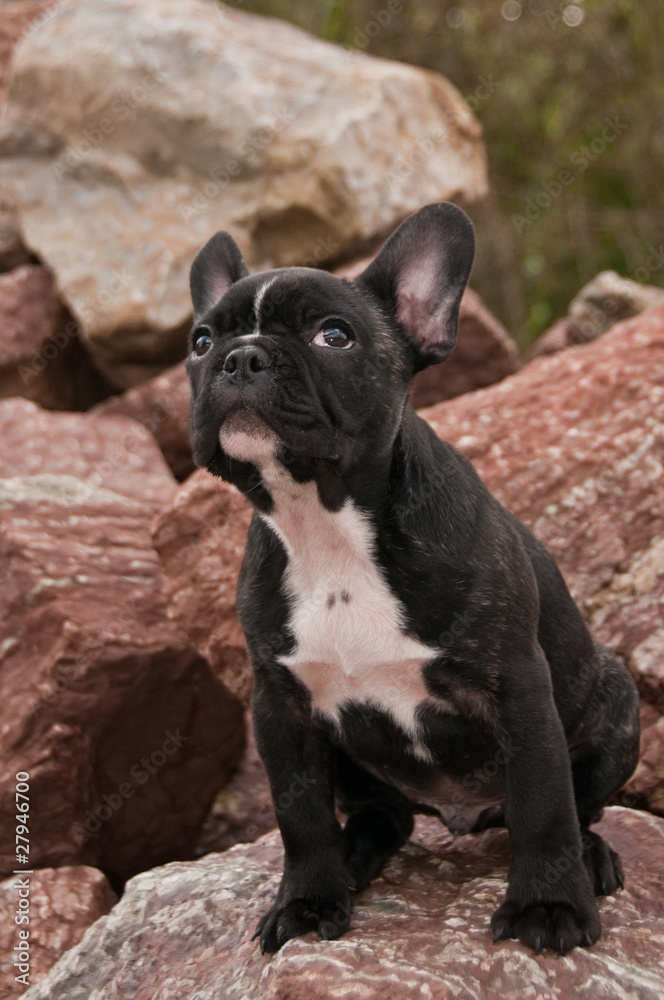 Französische Bulldogge, Hund, Haustier, schwarz weiß StockFoto Adobe Stock