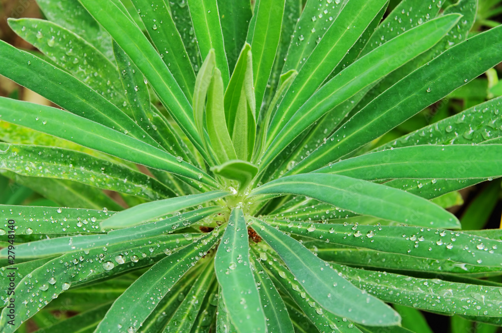 Fototapeta premium Euphorbia 01