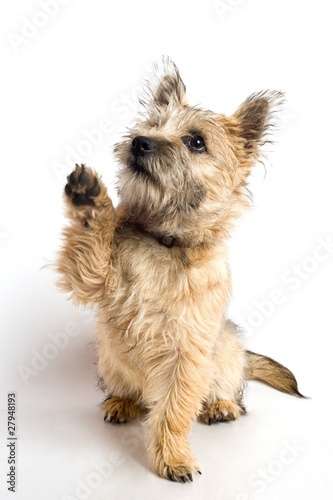 Photos Chien Cairn terrier