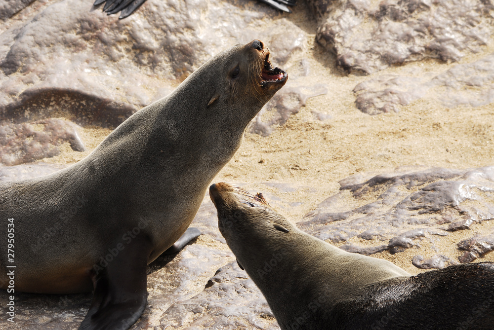 Obraz premium Pelzrobbe