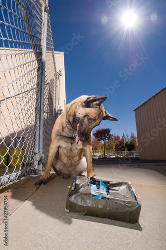 Bomb dog