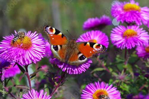 Butterfly and bee feeding on a flower