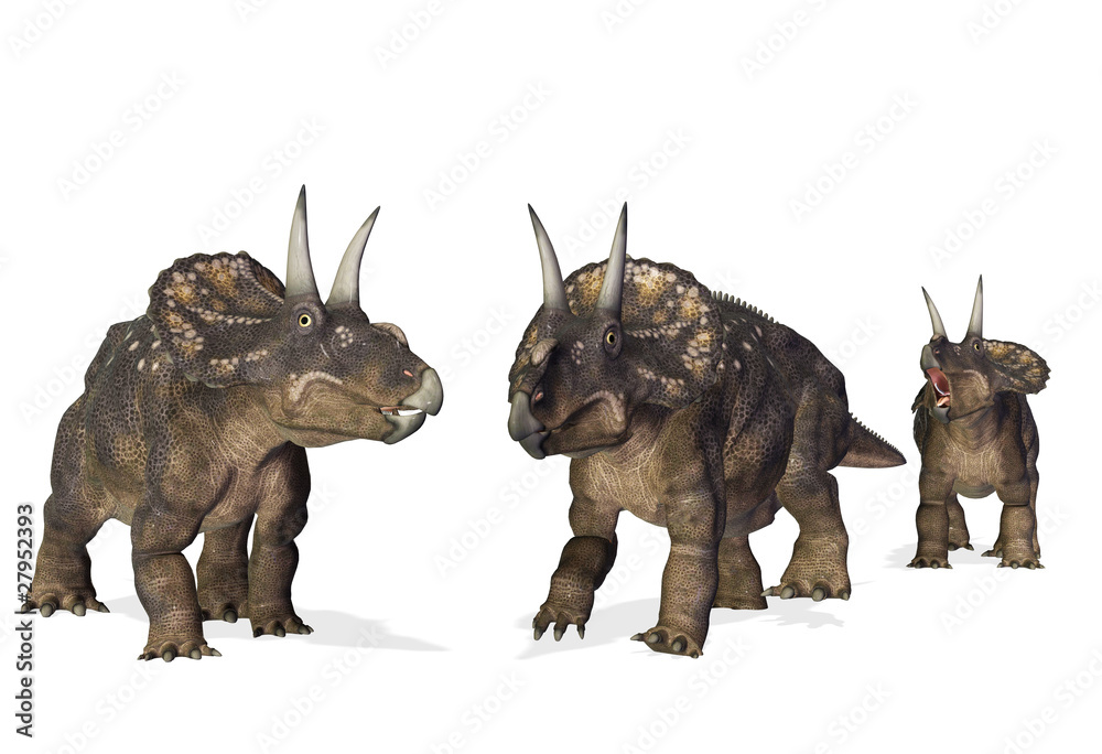 Fototapeta premium the 3 diceratops on the beach white background