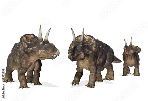 Fototapeta Naklejka Na Ścianę i Meble -  the 3 diceratops on the beach white background