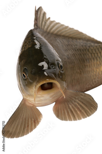 Carp