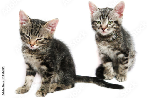 Two kitten - isolated