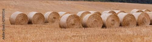 bales of straw after harvest