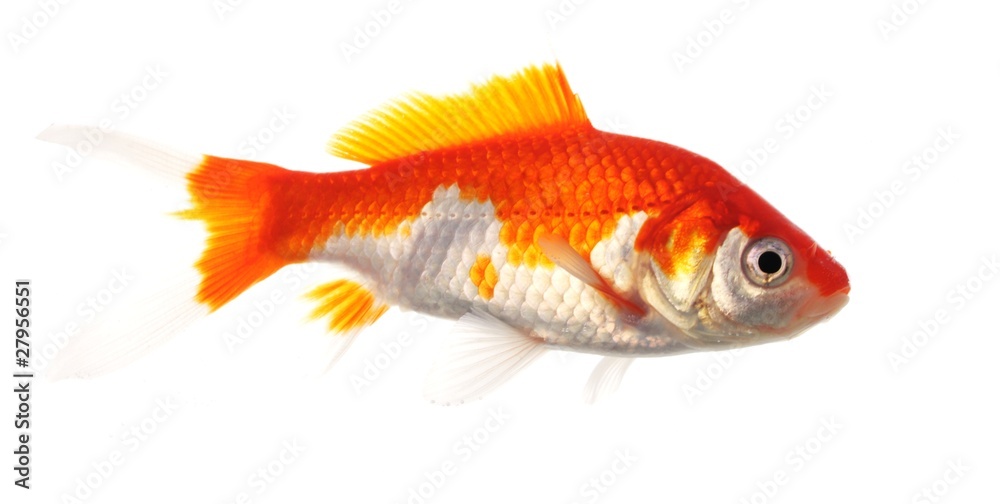 goldfish goldfish