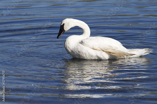 Swan and Reflection