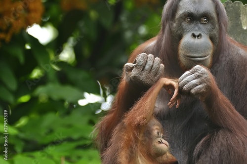 Orangutan Mother and Child