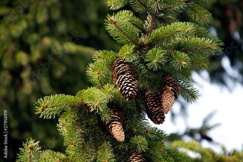 Tannenzapfen am Baum