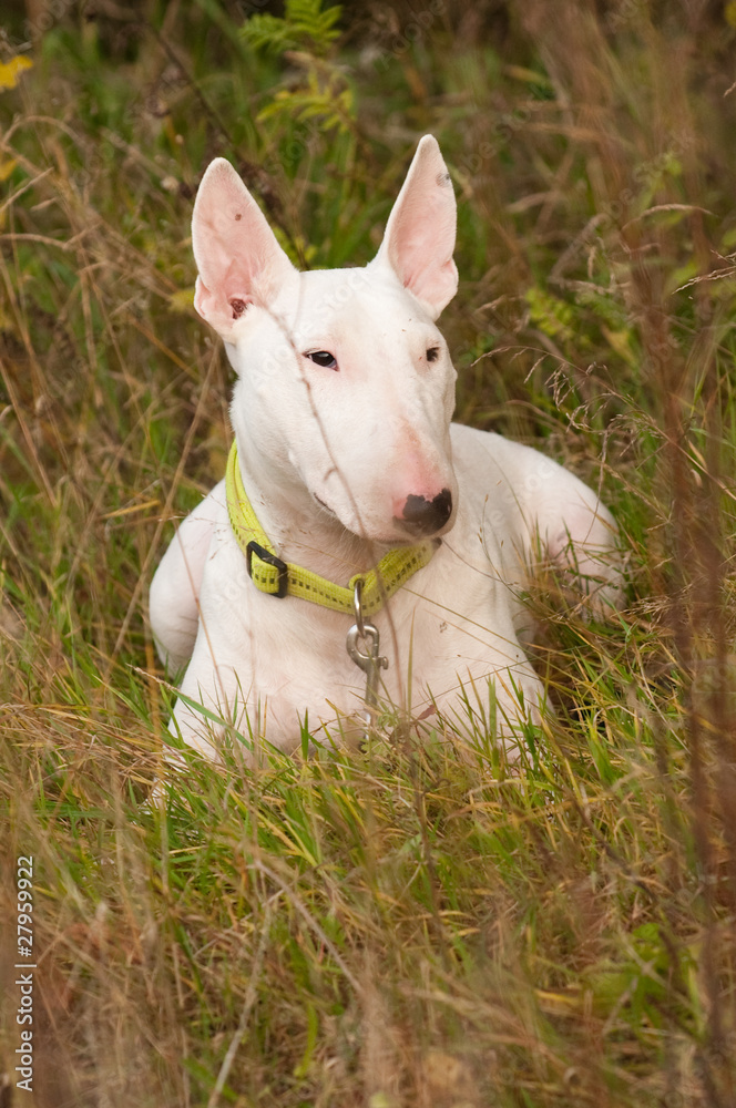 Hund, Bullterrier, weiß, liegt im Gras