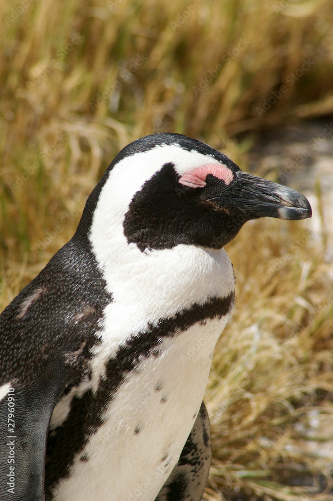 Obraz premium Boulders Penguin Colony