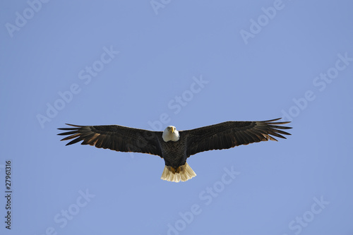 bald eagle in flight © derekwatt
