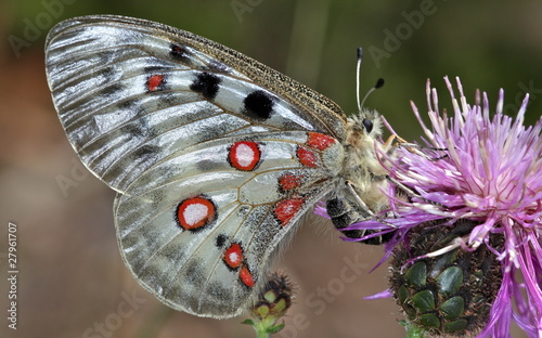 Apollon photo