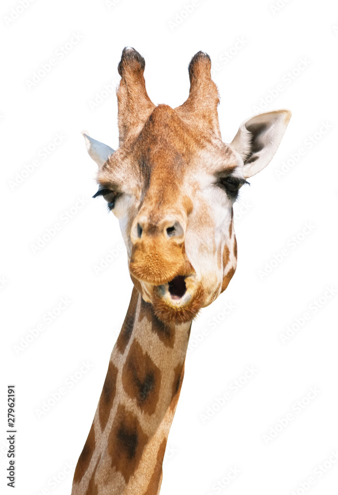 Giraffe head astounded look