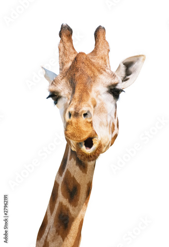 Giraffe head astounded look