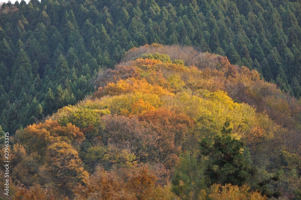秋の山肌
