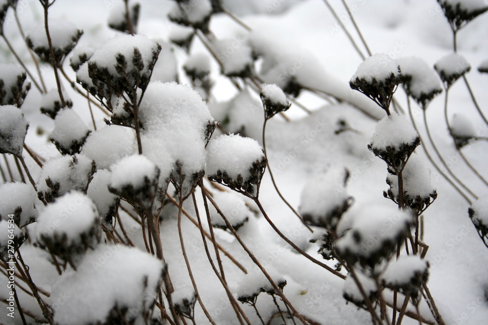 Obraz premium the first snow