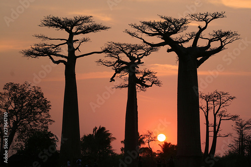 Fototapeta Baobab Allee Madagaskar