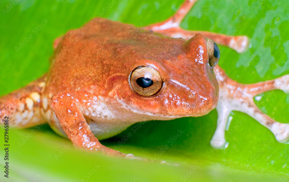 Obraz premium close up shot of an orange frog