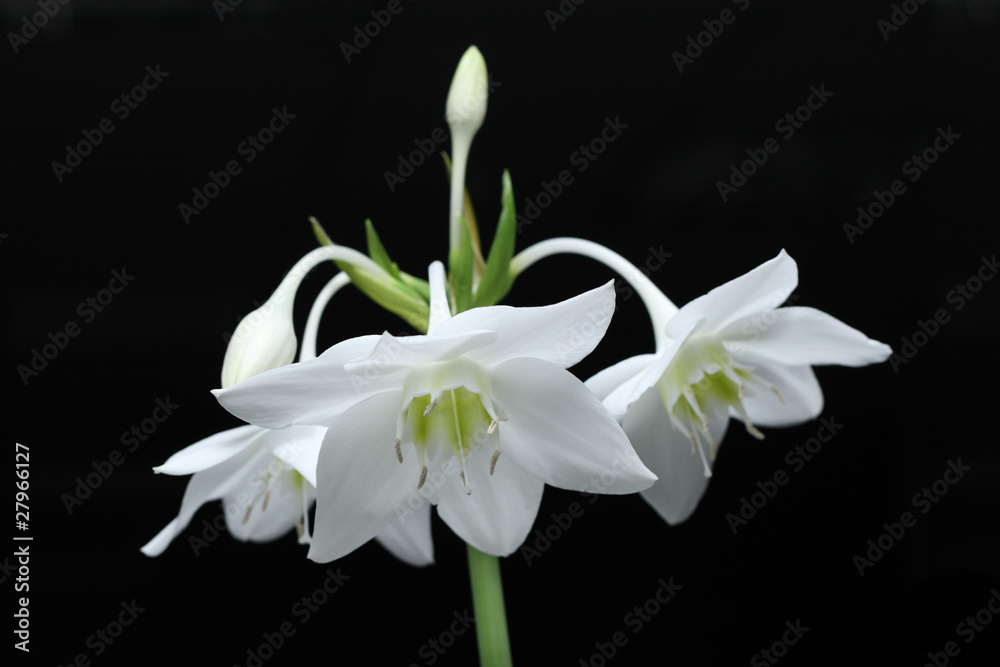 Fototapeta premium Beautiful white flower