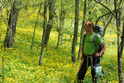 Hiker in spring forest
