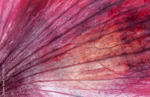 Red onion macro shot
