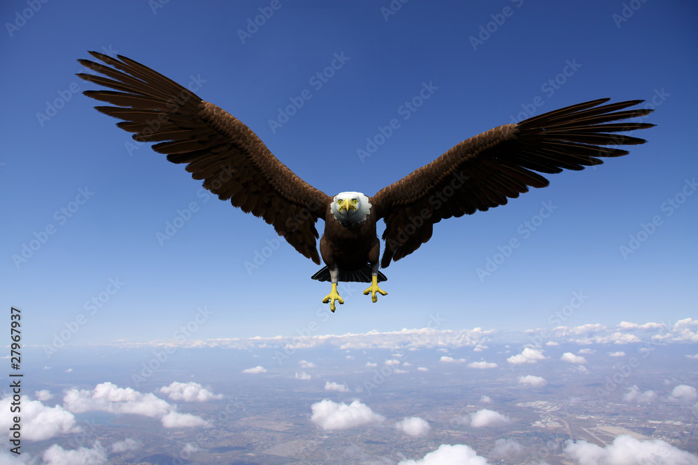 Fototapeta premium eagle flying for freedom