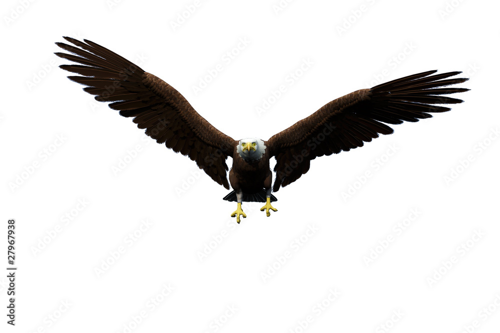 Fototapeta premium eagle flying for freedom white background