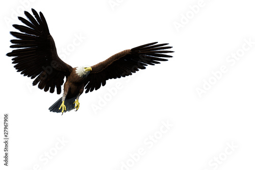 eagle casual flyght white background