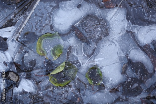 frozen leaves