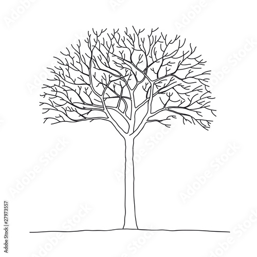 albero