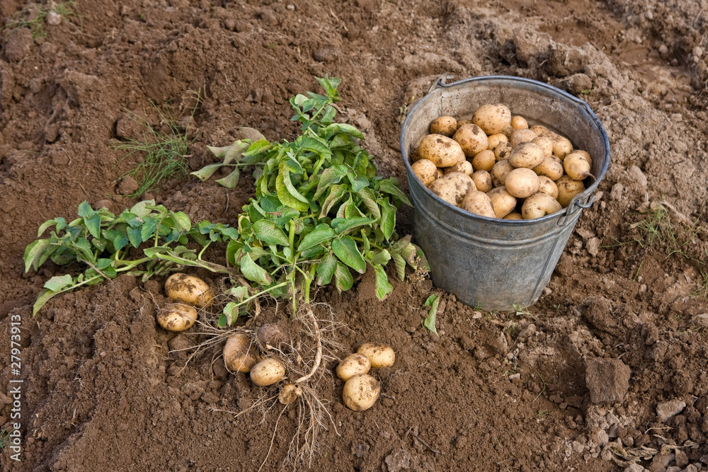Harvesting potatoes