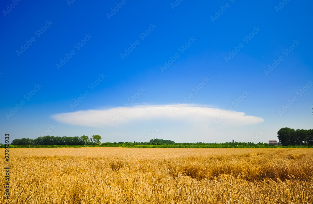 Wheat meadow under a blue sky in an Italian summer day