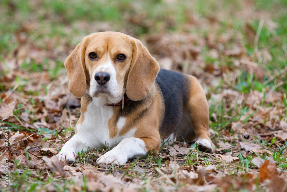 Beagle