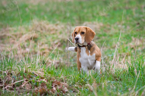 Beagle puppy