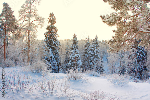 Snowy Landscape © Ulia Koltyrina