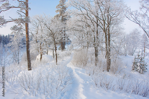 Snowy Landscape © Ulia Koltyrina